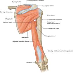 deformacija i bol ramenog zgloba